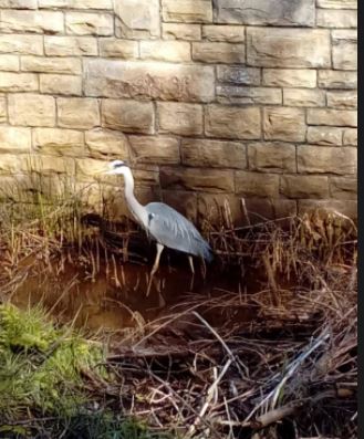 Bolton News: clean river, heron return